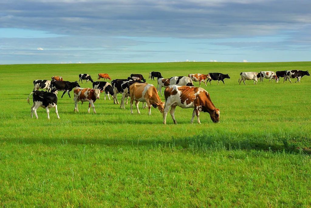 香港|草原季即将开启,如何选择最适合你的草原?