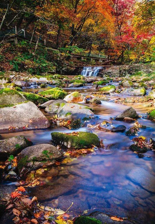 张家口|680平方公里!国内超低调的“红叶第一山”,错峰出行,真香