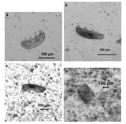 水熊虫的生存能力到底有多强?科学家用加农炮轰击做实验
