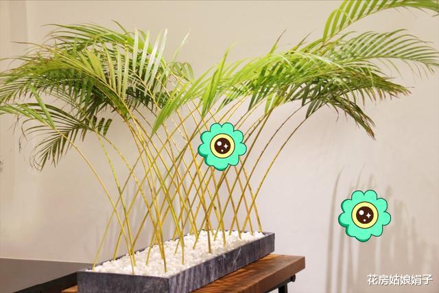 客厅养上5类花,家里越养越“干净”,家人幸福感倍增,美美哒