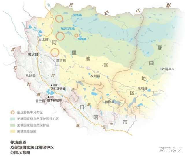 极其罕见:青藏高原冰川中的“黄金神兽”,全球不足300头