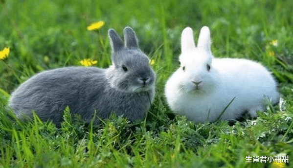 属兔|事业兴旺多财多吉,属兔人在职场不断迸发,砥砺前行迎接美好