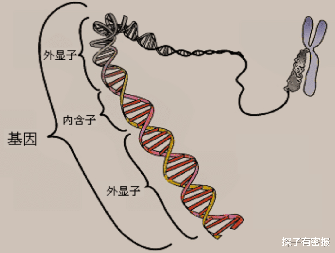 科学家发现雄绵羊长寿秘诀,或适用于人类,却令人无比纠结