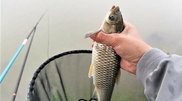 |为什么小鱼什么都吃，大鱼却总爱挑食？深度分析钓鱼用饵思路
