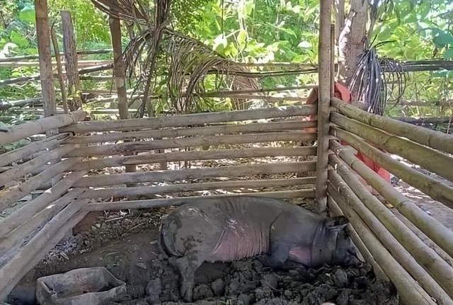 缅甸小镇发现不知名病毒,大量生猪发病身亡!