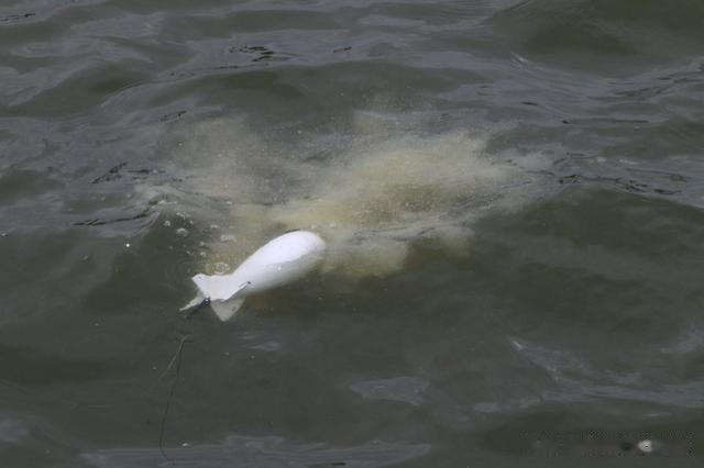 许多|世界各国钓手齐聚欧洲比钓鱼，各种钓大鱼策略全解析！