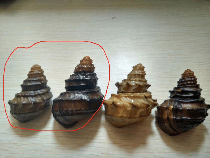 国家二级保护动物|螺蛳已被列为国家二级保护动物,我们还能用螺蛳钓鱼么