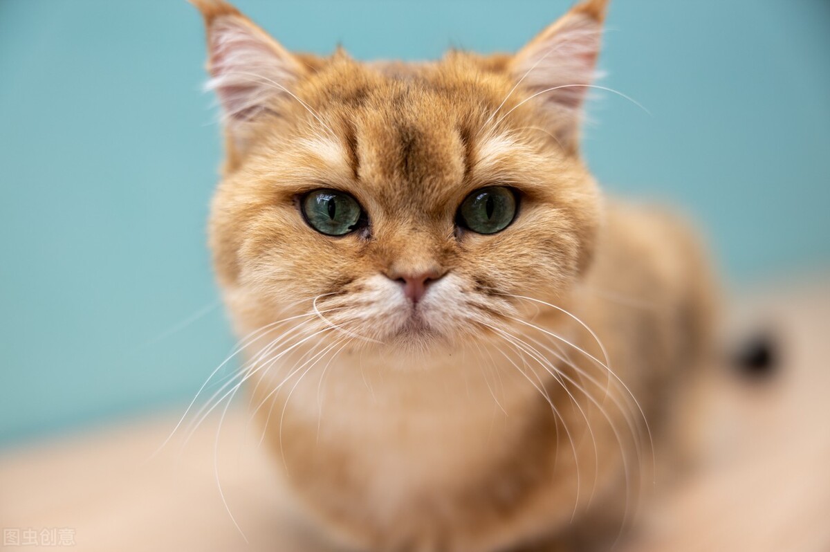 猫这里碰不得，小心被抓被咬