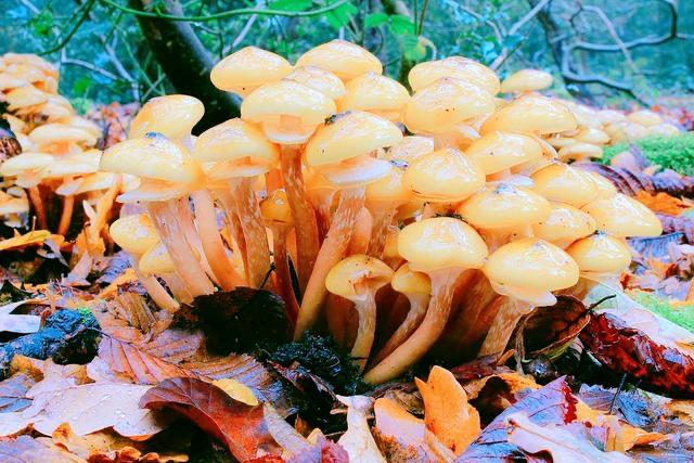 长度180公里!科学家发现世界最大生物,它是如何生长这么巨大?