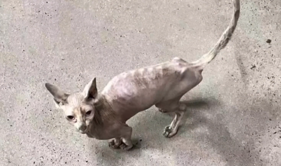 价值不菲的无毛猫竟也成为流浪猫，小伙收留下它后，发现养它真香