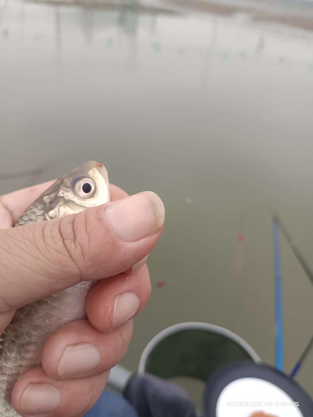 饵料|连杆停不下来,嘴都给乐歪了