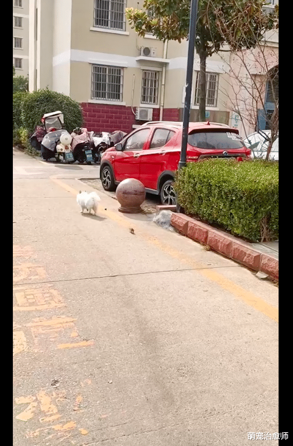 狗狗遇到只老鼠后吓得拔腿就跑,老鼠还敢追上去:你少多管闲事!