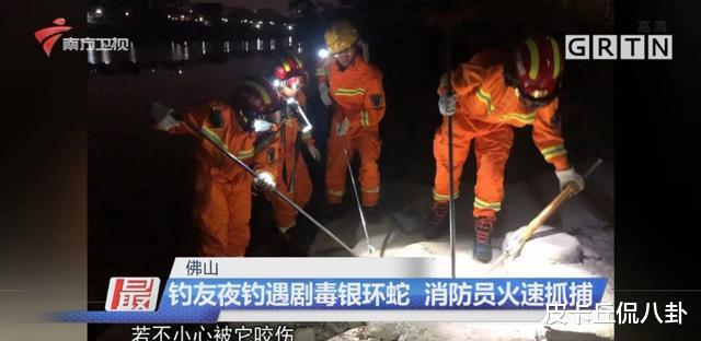 我国陆地第一毒蛇,天生温顺不敢主动攻击人,为何偏偏攻击夜钓者