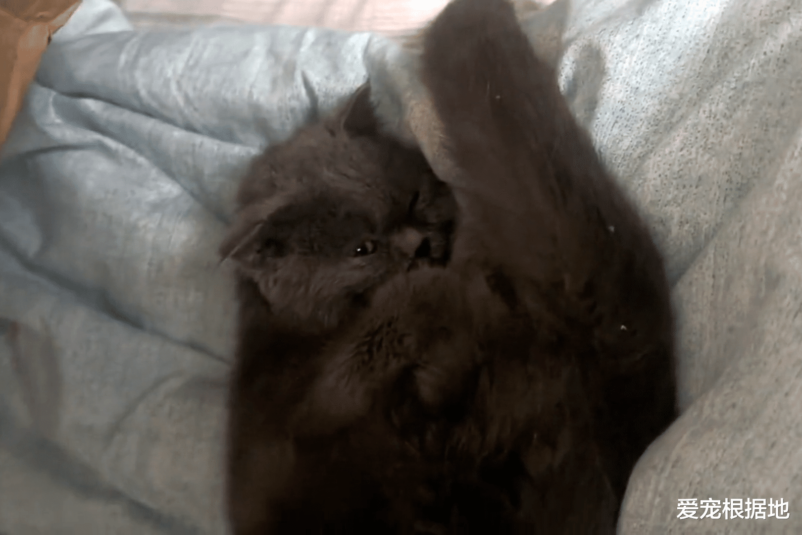 宠物猫为什么不能流浪？品种蓝猫流落街头后无人问津，瘦成皮包骨