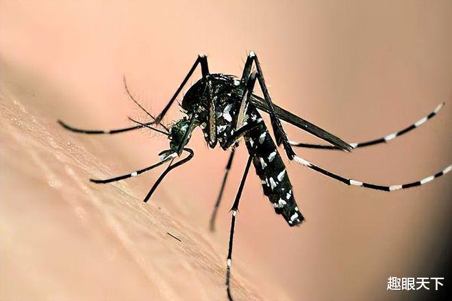 苹果|蚊香对人体的危害有多大？电蚊香液对人有害吗？现在了解还不后悔