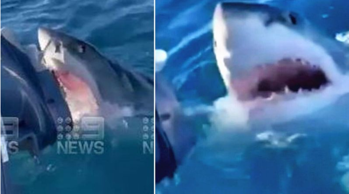 大连|一家人出过海垂钓，遭4米长大白鲨猛攻1小时！马达被坏，差点悲剧了