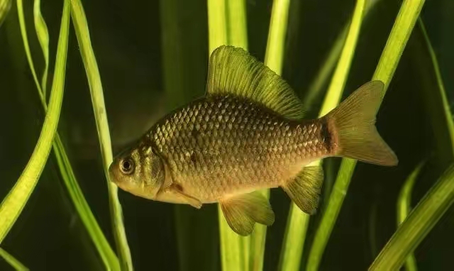 |这篇文章告诉你如果在春季钓鲫鱼