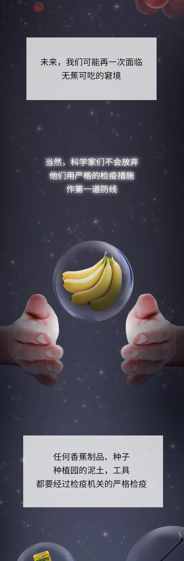香蕉面临灭绝风险?人类或将无法再吃到香蕉,这到底怎么回事?