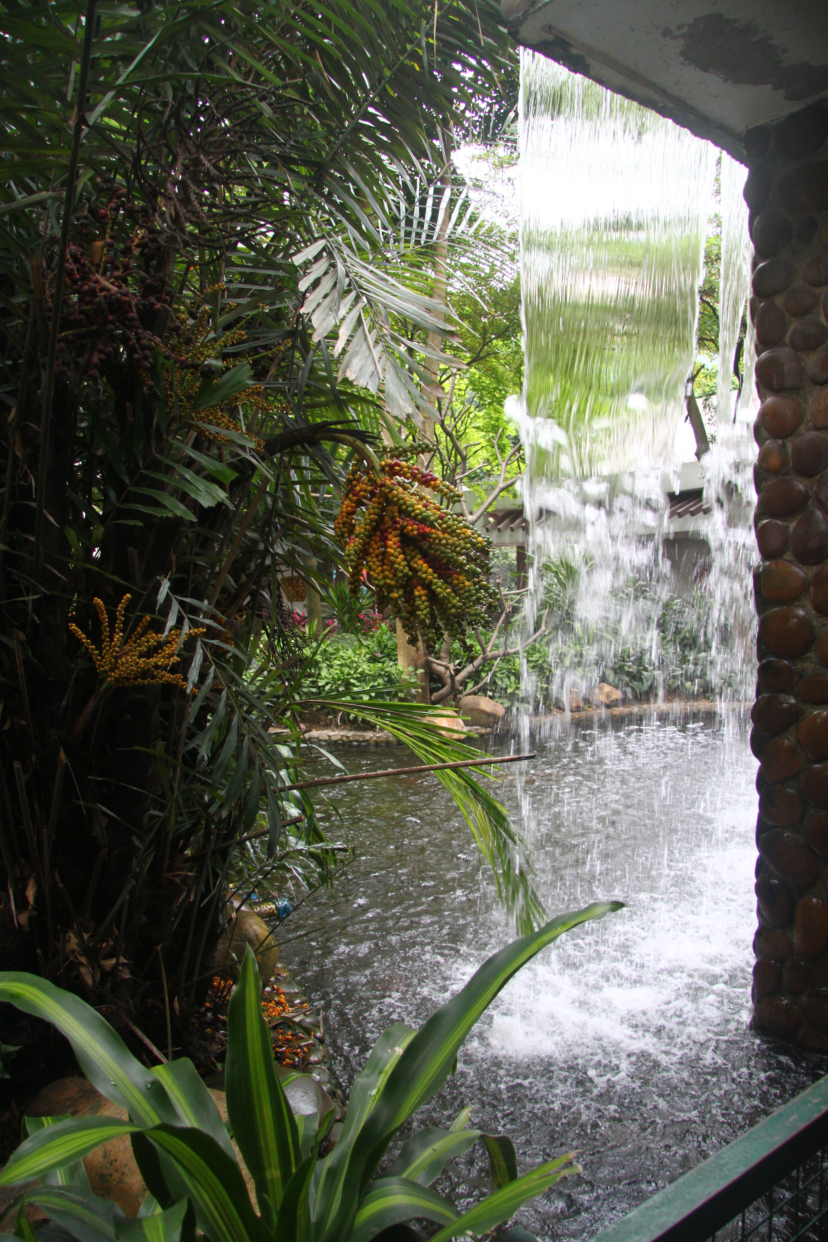 植物园|花城文化公园的西关苑，枯藤老树伴随着潺潺流水，就像迷你植物园
