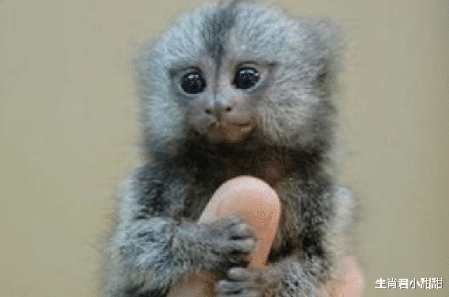 |财神进门送富裕，事业看到转机，属猴人职场发展步入正轨