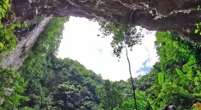 生长在百米天坑的危险植物,消失超100年:再不救可能就真没了