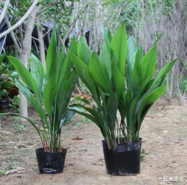 卫生间摆上5种漂亮花,异味全散开,净化空气还美观,适合新手