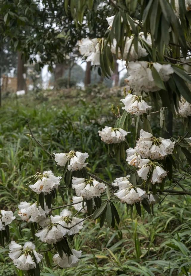 汶川|约！汶川『6月花花世界』已上新！