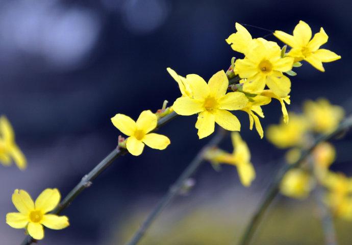 招聘|猫巫先生十二星座周运2023年1.30-2.5:开工大吉