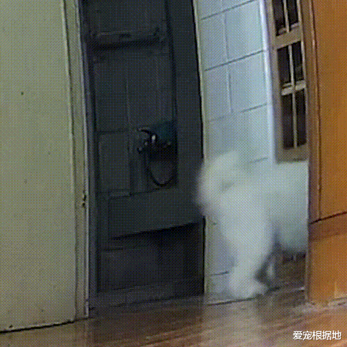 狗狗独自在家19天,因思念主人扒拉摄像头,重逢的画面让人感动