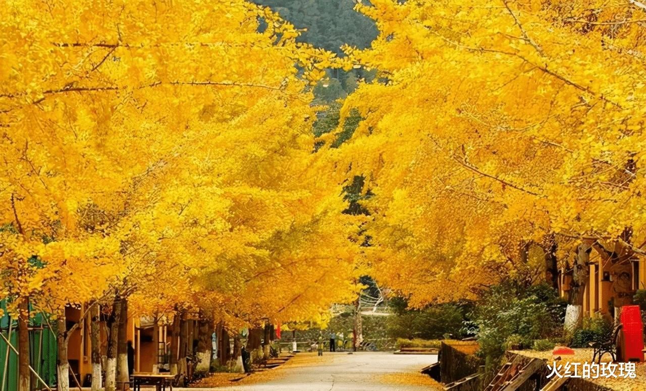 银杏树|中国最美的银杏都在哪？
