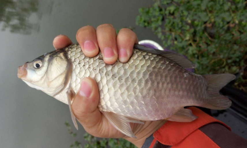 入伏|临近伏天,板鲫“失踪”了?掌握3个细节,你也是狙“鲫”手