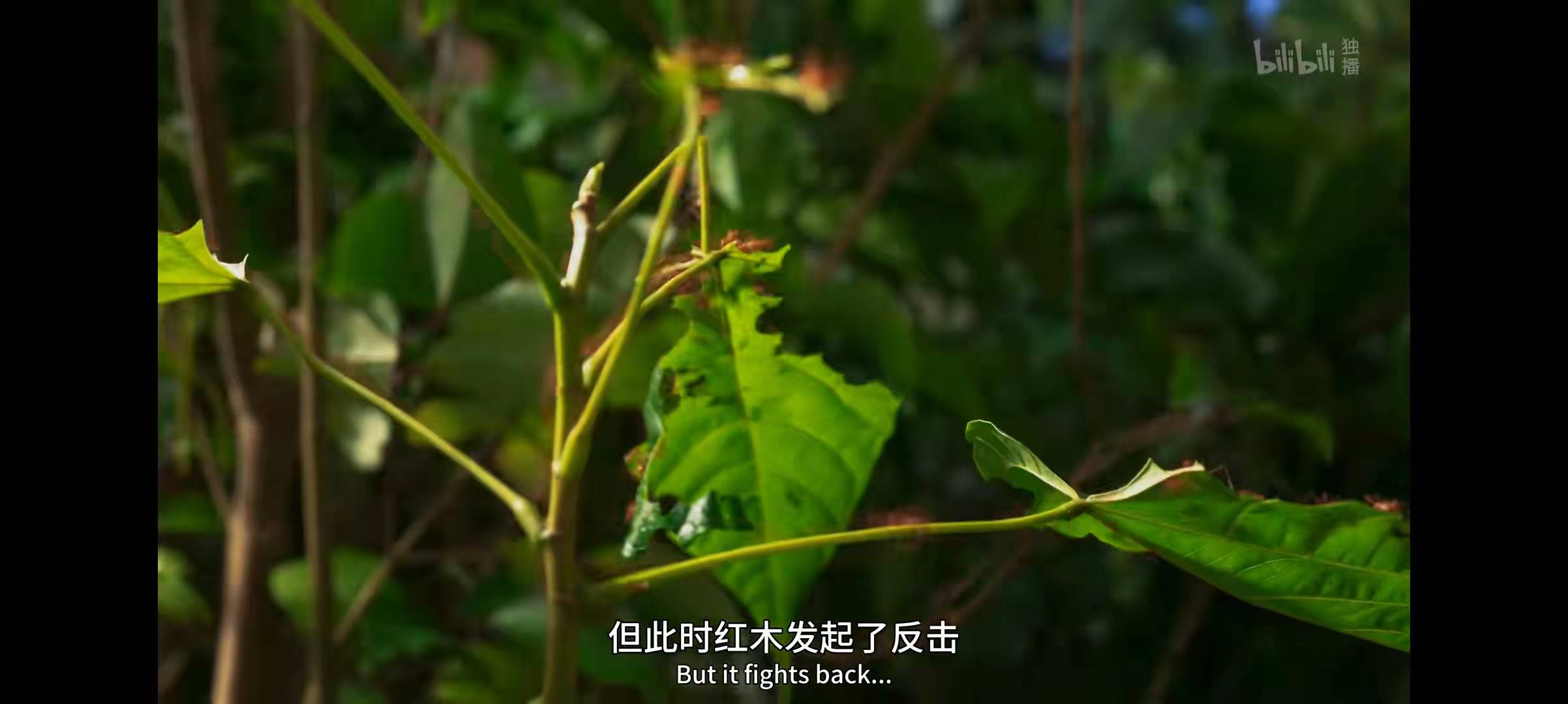 纪录片推荐——《绿色星球》第一集《雨林天地》都讲了什么？