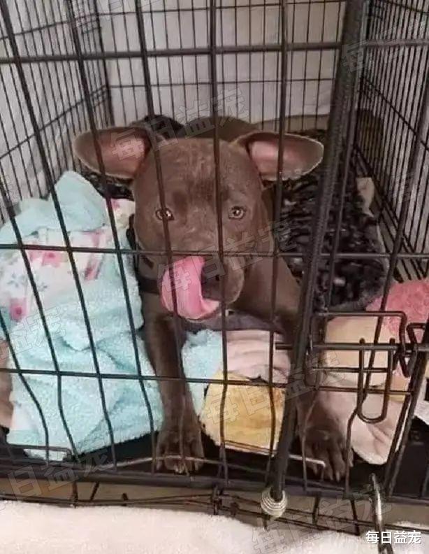 小男孩亲手将爱犬遗弃，还留下了一封信：别告诉我的父亲！