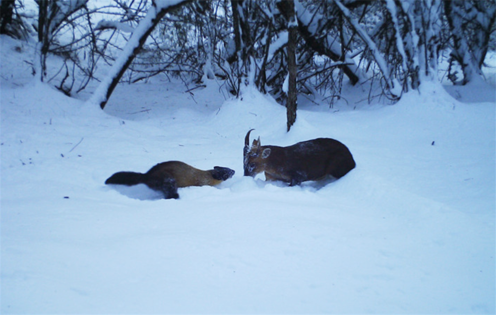 四川王朗自然保护区出现3只蜜狗，体重仅5斤，咬死50斤毛冠鹿