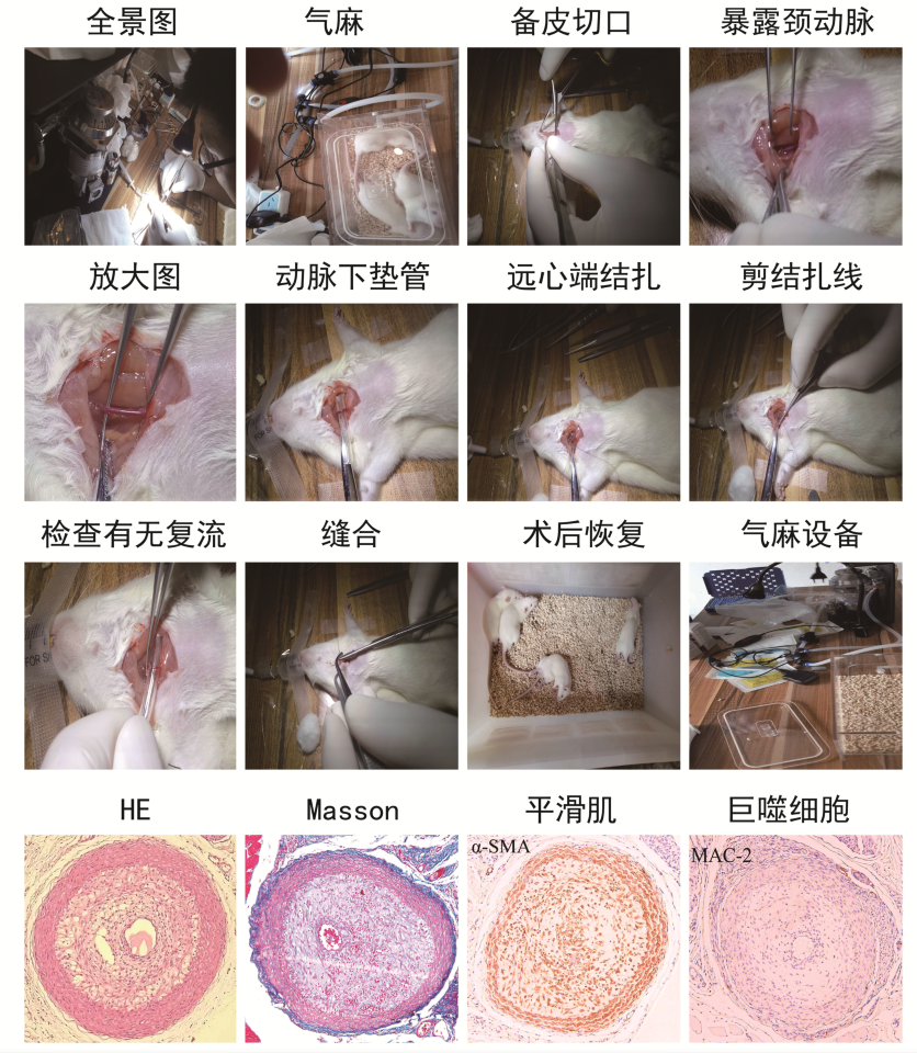 动物实验整体课题——验证基因功能常见思路解析
