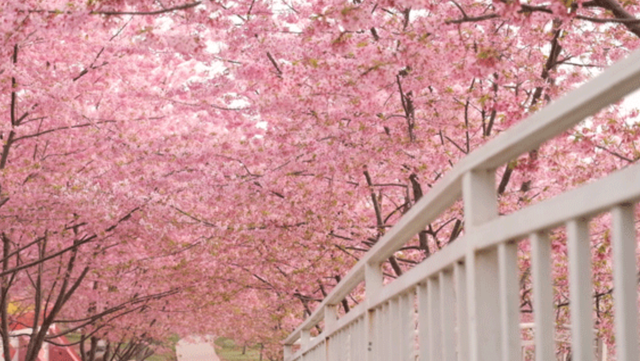 成都|成都市内“人气”樱花林：三大公园，姹紫嫣红，地铁直达！