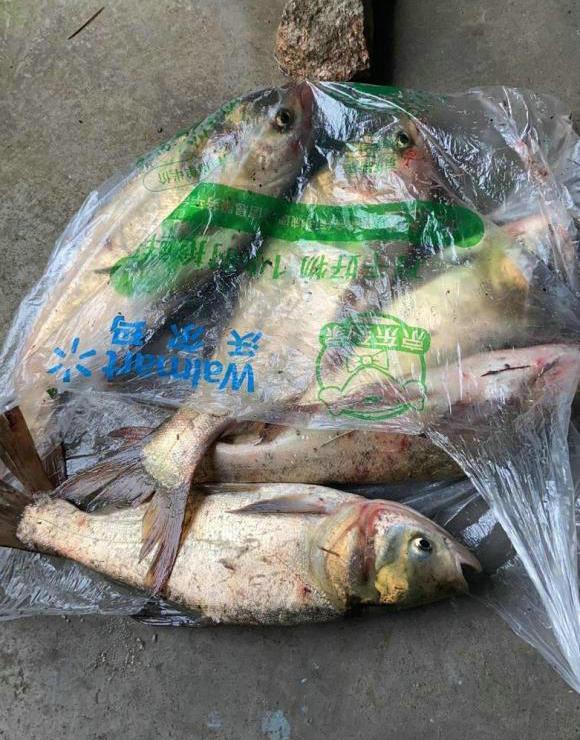 |广西一水闸下鱼群乱跳，甚至有大鱼跳上岸，网友：怕是有大事发生