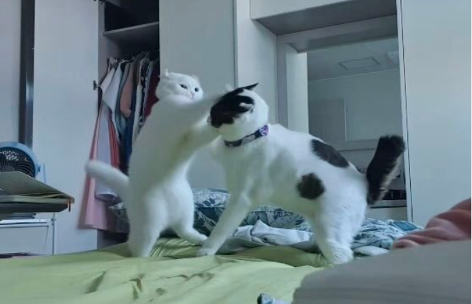 小时候被欺负的猫咪，努力2年后终于混成了霸气十足的“农场老大”！