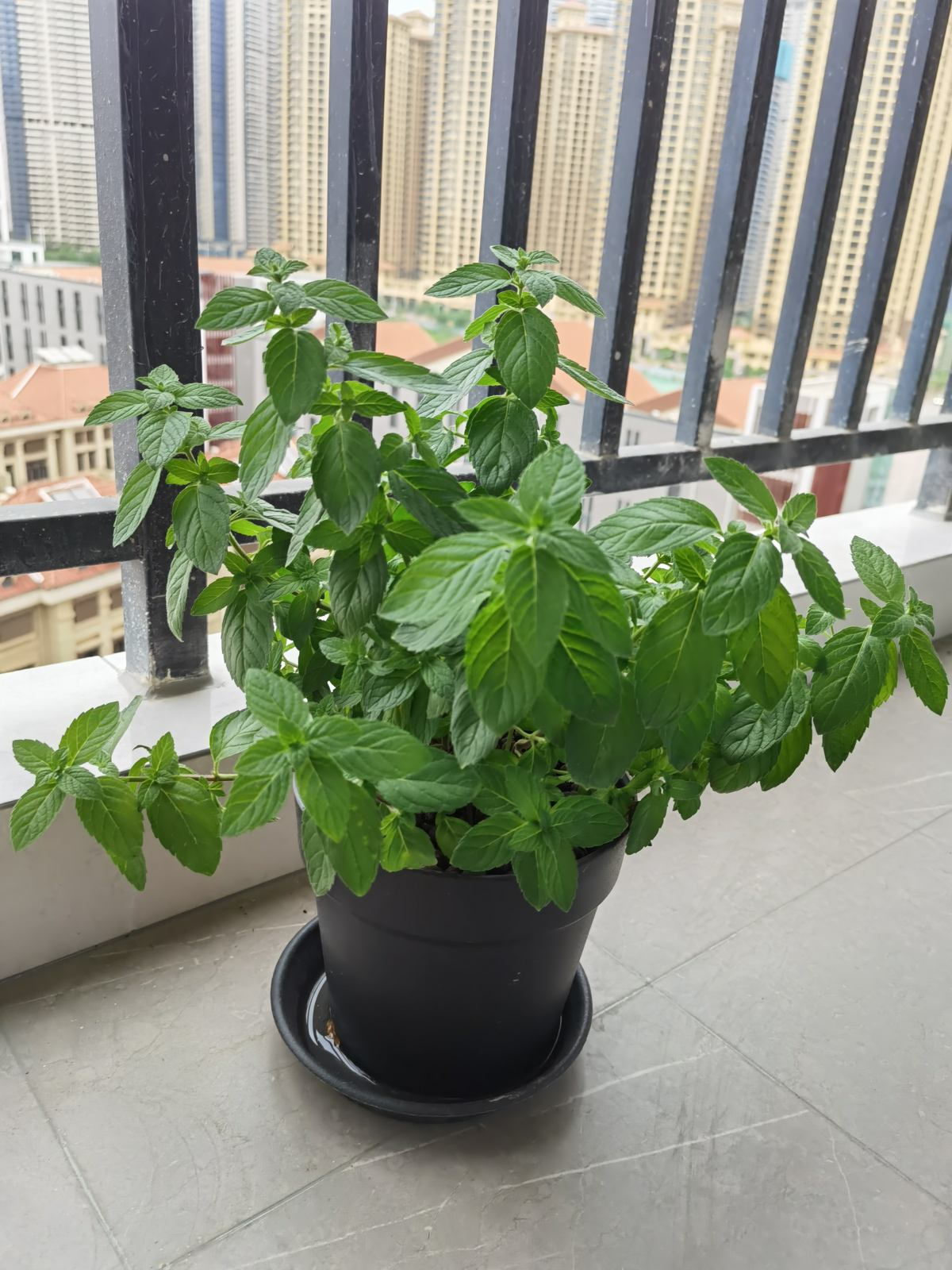 家里养花要慎重,位置摆不对,害人害花,惹来麻烦