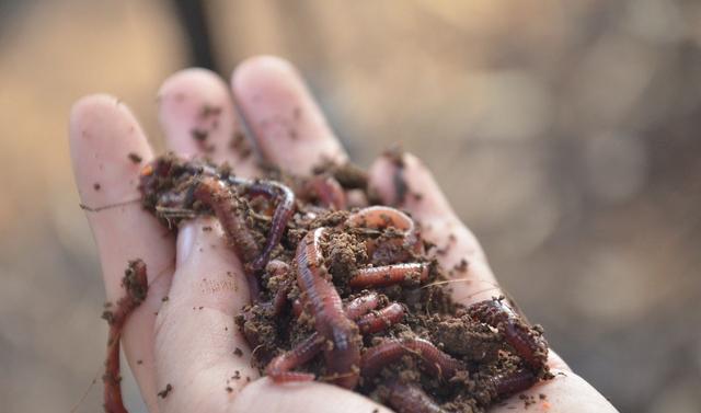 相声|最好用的钓鱼药酒不在渔具店,而在自己家,这三样东西混合就可以