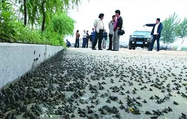 四川绵竹上空出现大量蝙蝠群,有可能是地震的前兆吗?