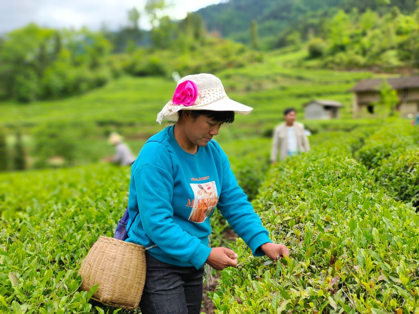 茶园|茶旅融合共发展 向世界敬一杯陕西好茶