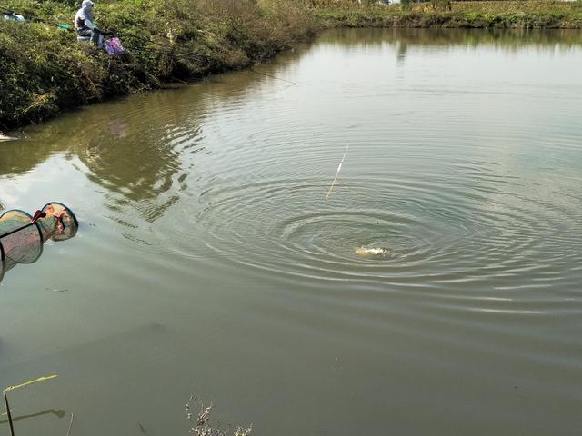 鲤鱼|另类钓法显威力，钓轻口鱼不妨加铅皮