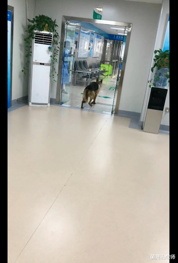 德牧的鼻骨被打裂,跑去医院求救!被保安赶出来后又去了派出所!
