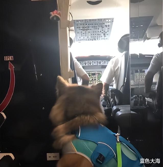 王思聪|王思聪一次次向我们证明，有钱真的可以为所欲为