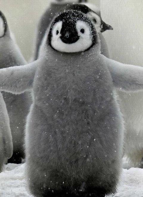 招聘|南极洲招人“数企鹅”，没wifi还得给企鹅铲屎，却有6000人抢着去！