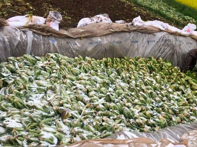 茶叶|比“土坑酸菜”还要坑?提醒:这4种茶叶不要再喝了,否则会伤身