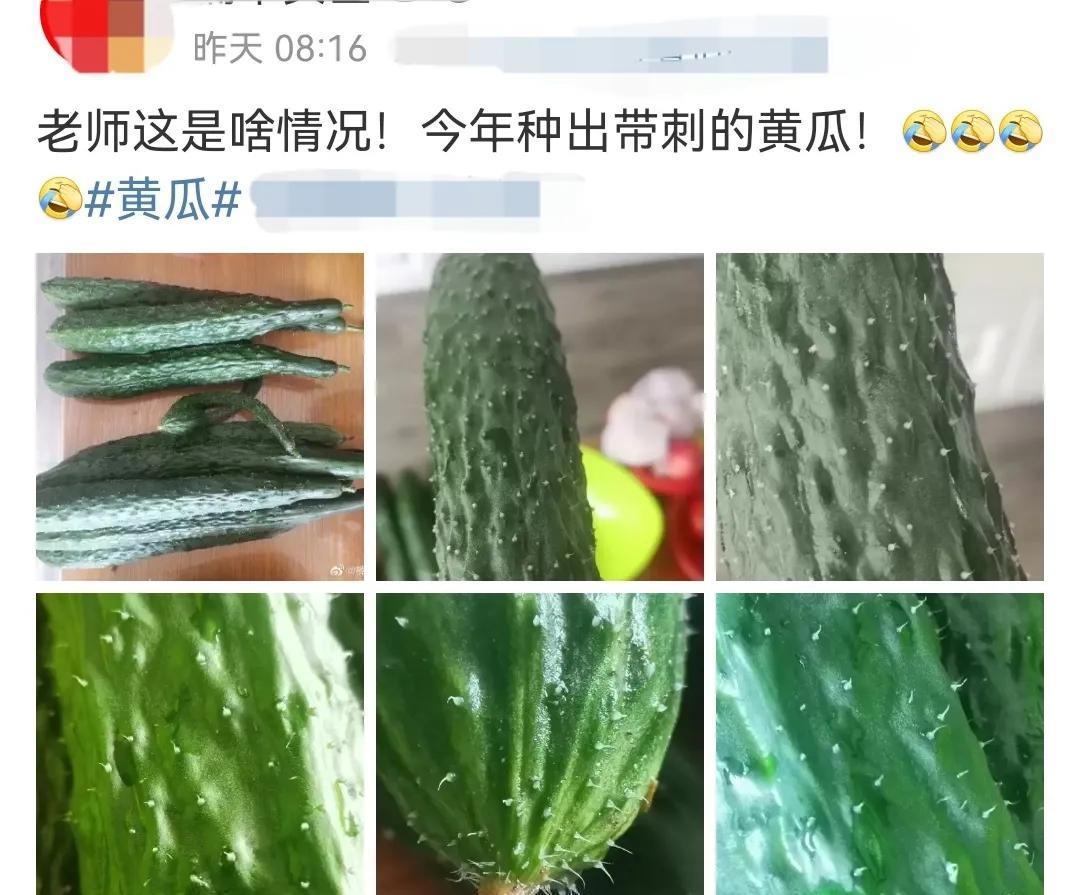 辛苦种出的黄瓜竟有刺，农大学生懵了，网友评论亮了