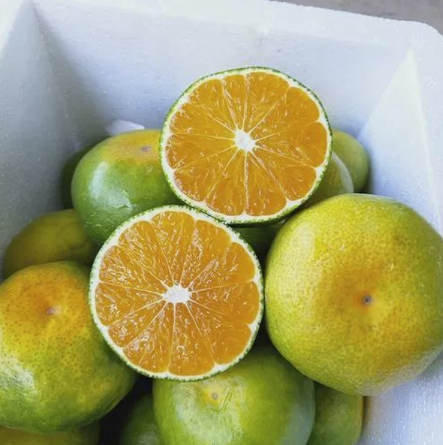 【科学强国】懒人福音!无籽水果真的安全吗?