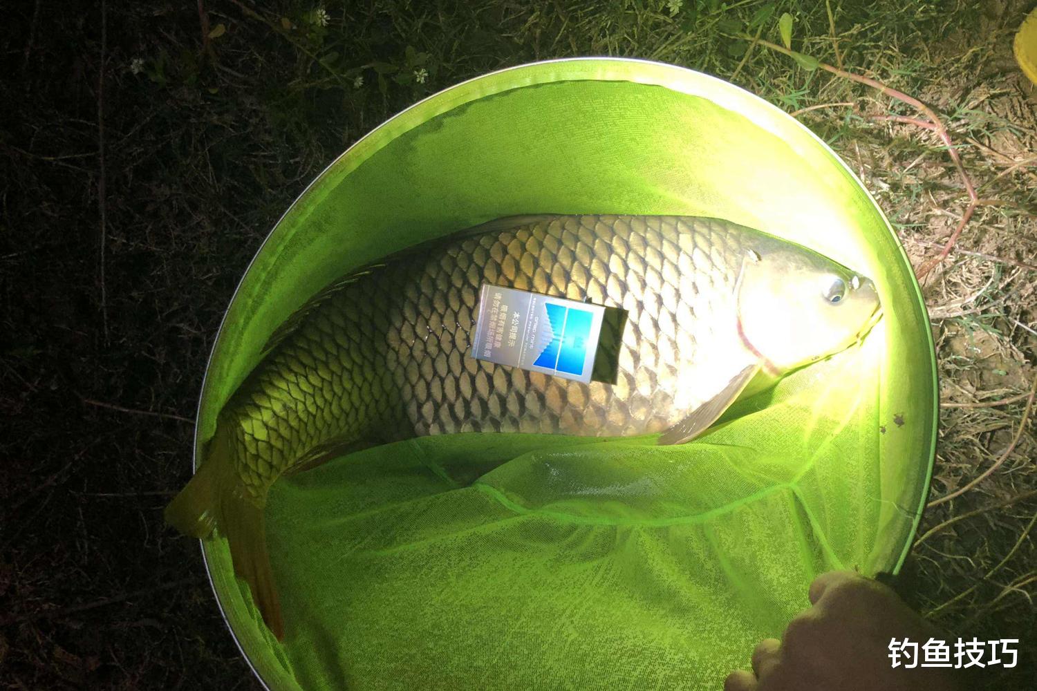 |夏季夜钓怎样才能钓到鱼?夏季夜钓的好处和垂钓要点